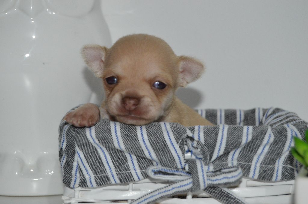 Des Ptits Frenchy's - Chiot disponible  - Chihuahua