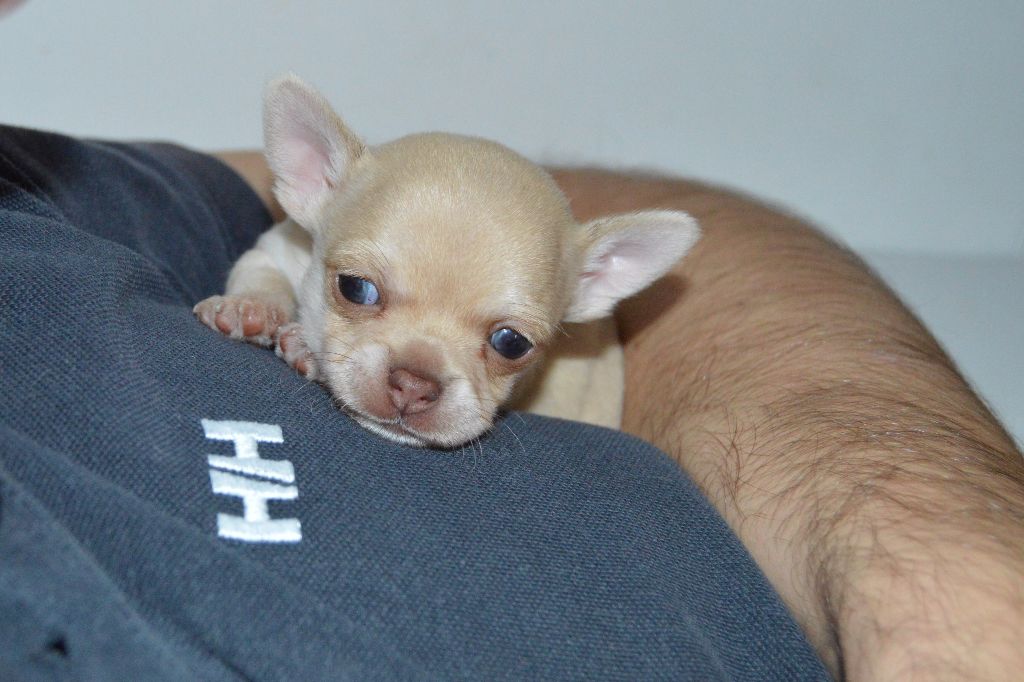 Des Ptits Frenchy's - Chiots disponibles - Chihuahua