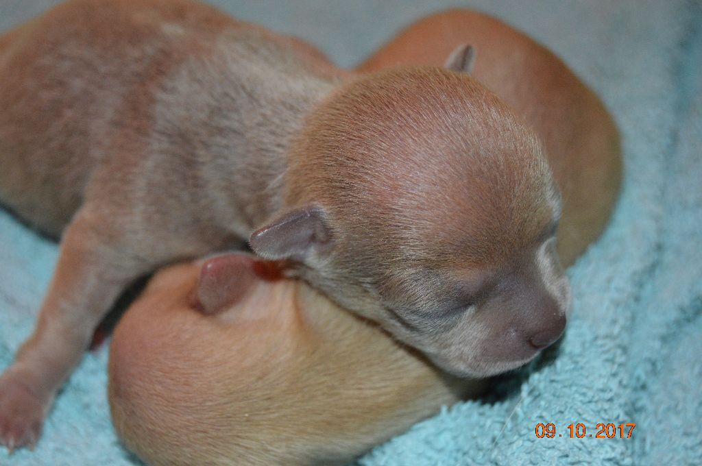 Chiot Chihuahua Des Ptits Frenchy's
